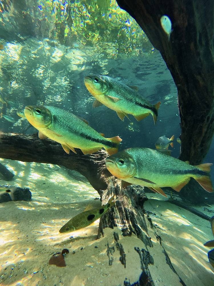 Улиткины в Бразилии - лето 2024 (обновление)