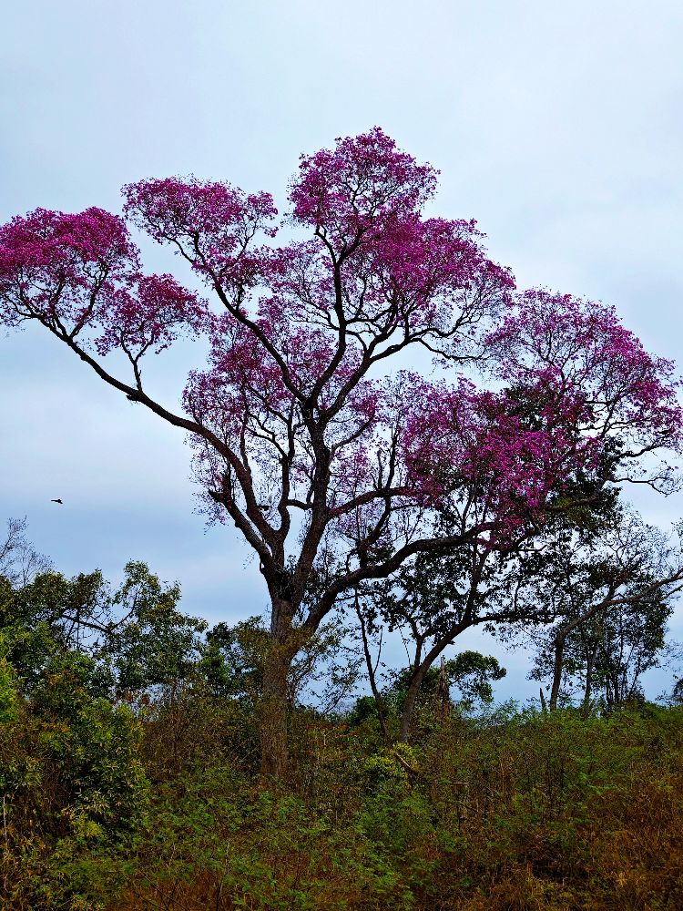 Улиткины в Бразилии - лето 2024 (обновление)